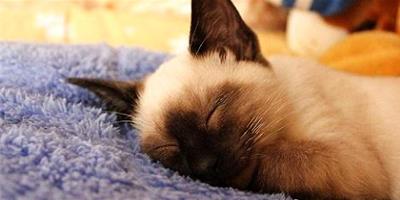 暹羅貓夜里睡覺的習慣怎么養成的？