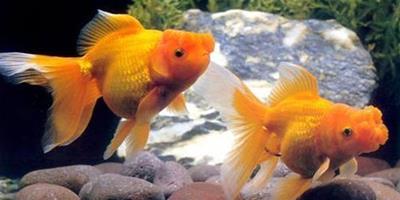 金魚缺氧的癥狀及治療辦法