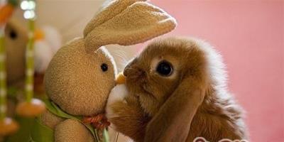 如何與兔子建立親密關系
