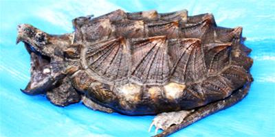 鱷龜常見癥狀及處理方法