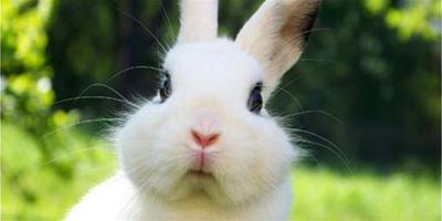 科學飼養荷蘭兔從了解習性開始