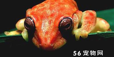 哥倫比亞樹蛙