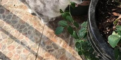 貓吃月季葉子的原因