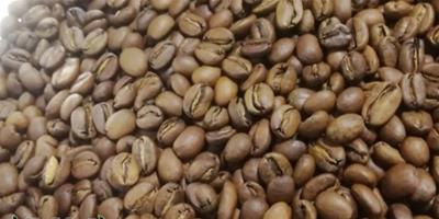 過期咖啡豆直接放花盆種菜種花可以么