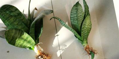 虎皮蘭不能用深盆種的原因其實很簡單