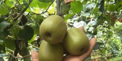 紅陽獼猴桃種植條件