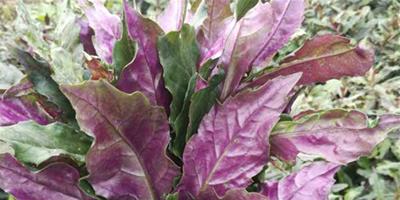 陽臺種紫背菜為什么不長