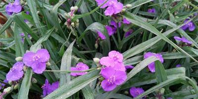 紫露草是什么樣的(圖)