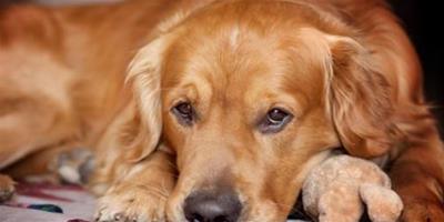 狗狗缺鈣一般多長時間能修復