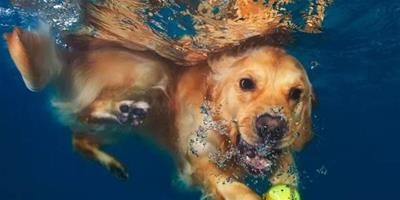 哪些種類的狗喜愛游水