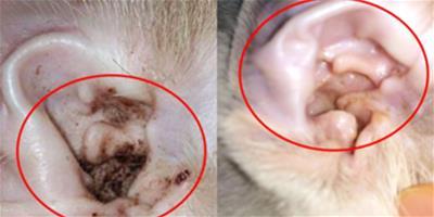 耳螨和耳垢有何區別？貓咪耳螨怎么治？