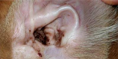 辟謠：貓咪耳螨就是耳朵臟？貓都有耳螨？
