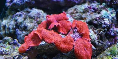 紅菇珊瑚的品種介紹