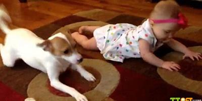 美國小狗教嬰兒爬行，狗狗做寶寶的老師