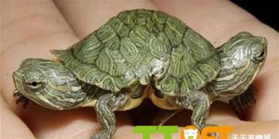 美國展出罕見連體雙胎雙頭烏龜