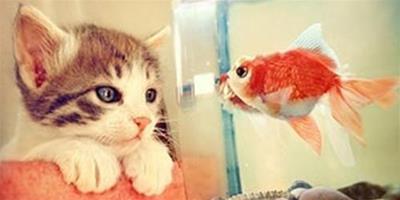 解析貓咪吃魚問題