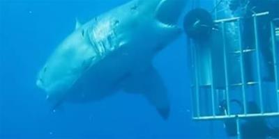 潛水夫大膽同游六公尺長大白鯊