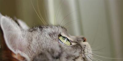 貓咪的眼睛的日常檢查