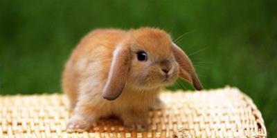 【方法】怎麼挑選一隻不挑食的兔子？