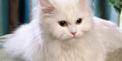 貓咪患乳腺腫瘤的症狀及治療