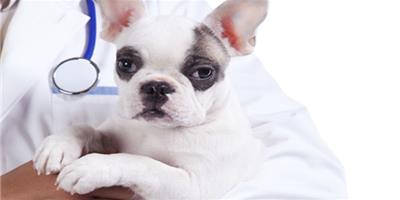狗狗乳腺炎的症狀和防治