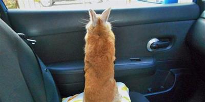 想看窗外風景 兔兔好累一直伸頭