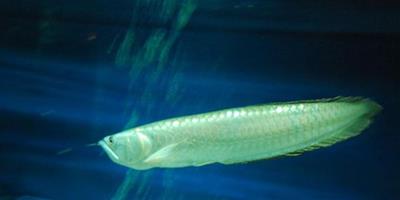 銀龍魚怎麼養 銀龍魚飼養需要注意的事項