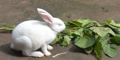 兔子吃蘋果嗎 喂的食物不能有生水