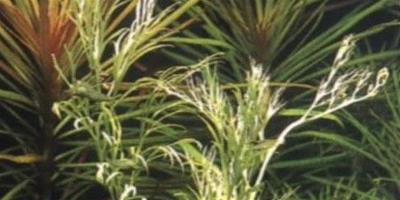 水草品種—細葉水芹
