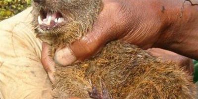馬達加斯加出現食肉動物新物種