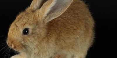 兔子吃草 乾草有助於兔兔磨牙