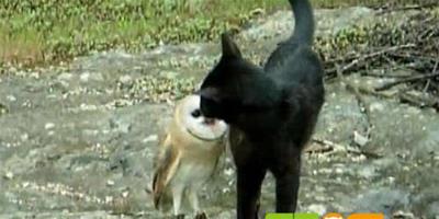 西班牙一隻小貓與貓頭鷹成玩伴 互啄臉頰