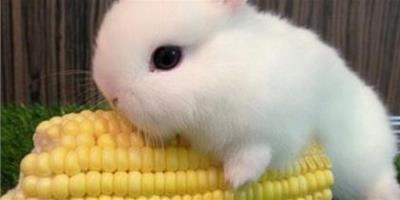 兔子能吃香蕉嗎 水果含有一定的甜度