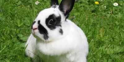 兔子吃白蘿蔔嗎 每天提供無限量的水