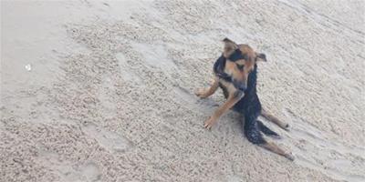 有愛：從泰國帶回來的紀念品——一隻癱瘓的狗狗