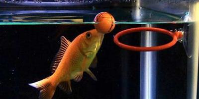 投籃踢球跳舞樣樣行的金魚