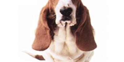 狗狗耳血腫該怎麼治療？