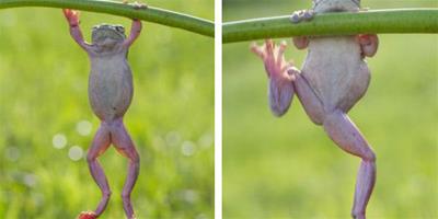印尼業餘攝影師抓拍樹蛙抓莖幹上健身