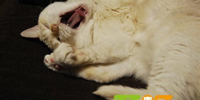 貓貓應急大全——喉嚨卡了骨頭怎麼辦？