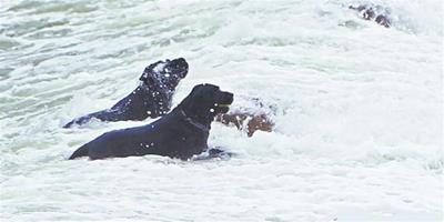 兩隻黑狗在海中衝浪 吸引了眾多遊客眼球