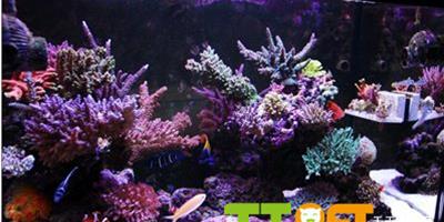 使用珊瑚岩礁生態缸注意問題