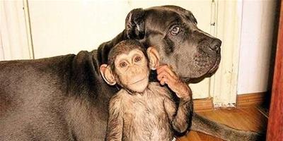 被狗收養的孤兒黑猩猩 竟然把自己當成一條狗了