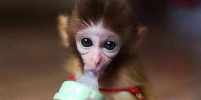 哪裡有賣猴子的 猴子是國家二級保護動物