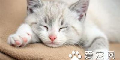 貓嘔吐是什麼原因 貓嘔吐症需要防治的方法