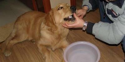 金毛犬的刷牙方法和週期