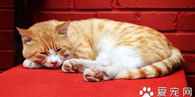 貓口腔炎症狀 貓口腔炎的病因及防治的方法