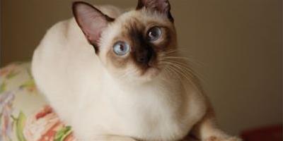 暹羅貓銅缺乏症的防治