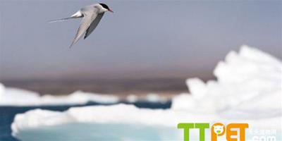 北極燕鷗飛行7.1萬公里創最遠遷徙紀錄