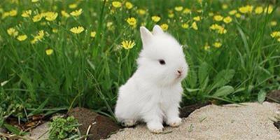 寵物兔飼養 讓兔子健康成長的方法