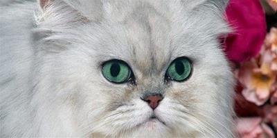 貓眼睛的顏色有幾種？